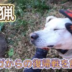 イノシシを獲って復帰戦を飾る!