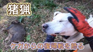 イノシシを獲って復帰戦を飾る！