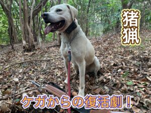 猟犬見習いカシンの復活劇