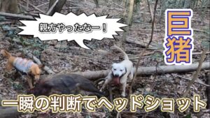 一瞬の判断でヘッドショットをキメてイノシシを獲る!