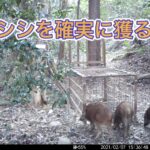 【狩猟】箱罠で確実にイノシシを捕獲する方法【有害駆除】