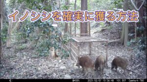 【狩猟】箱罠で確実にイノシシを捕獲する方法【有害駆除】