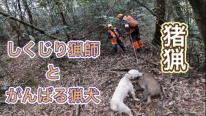 【イノシシ】しくじり猟師とがんばる猟犬【狩猟/有害駆除】