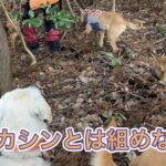 猟犬たちは共猟から競争へ