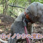 ネコからイノシシへ変わる瞬間