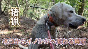 ネコからイノシシへ変わる瞬間