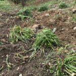 奈良公園のシカをオノ殺害　２３歳男の不可解すぎる挙動