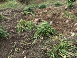 奈良公園のシカをオノ殺害　２３歳男の不可解すぎる挙動