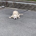 奥が深い猟犬の猟芸