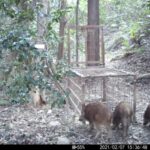 手負いのイノシシ、住宅地で大暴れ…警察官ら3人腕や脚をかまれケガ