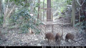 手負いのイノシシ、住宅地で大暴れ…警察官ら3人腕や脚をかまれケガ