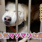 前日の長雨でイノシシの臭いがない厳しい状況下での猟犬の仕事