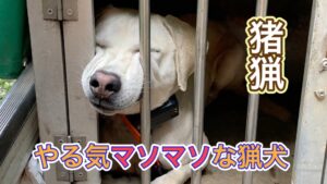 前日の長雨でイノシシの臭いがない厳しい状況下での猟犬の仕事
