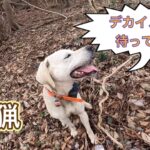 デカイノシシが逃げ込んだ場所に、猟犬カシンを入れてみた結果…