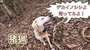 デカイノシシが逃げ込んだ場所に、猟犬カシンを入れてみた結果…