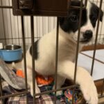 猟犬に大器晩成はない