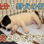 ビーグル犬にかまれ、54歳男性が意識不明の重体 薩摩川内