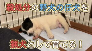 殺処分の野犬の仔犬を保健所から引き取って猟犬として育てる！