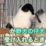 先住犬の猟犬カシンが野犬の仔犬タイガーを受け入れるとき