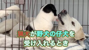 先住犬の猟犬カシンが野犬の仔犬タイガーを受け入れるとき