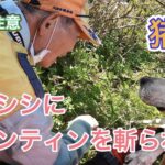 イノシシにティンティンをバッサリ斬られる事故というより事件