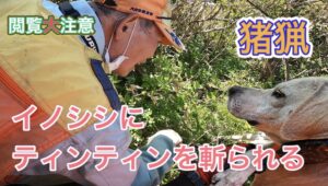 イノシシにティンティンをバッサリ斬られる事故というより事件