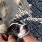 山菜採りの女性2人、猟犬に足や腕かまれ大けが