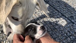 山菜採りの女性２人、猟犬に足や腕かまれ大けが