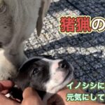 猟犬カシンは元気にしています。