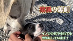 猟犬カシンは元気にしています。