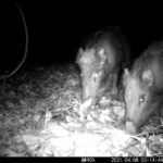 「公園にイノシシ2頭いる」広島で警察や市の職員5人が手足などを噛まれるケガ