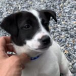 歪んだ動物愛がもたらす弊害