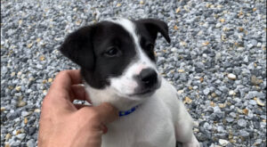 歪んだ動物愛がもたらす弊害