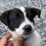 使えなくなった猟犬を本当に捨てているのか?