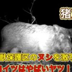 鳥獣保護区に罠をかけようとトレイルカメラを仕込んだ結果…