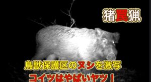 鳥獣保護区に罠をかけようとトレイルカメラを仕込んだ結果…