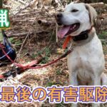 今シーズン最後の有害鳥獣駆除活動