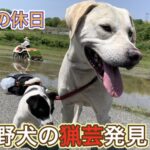 猟犬見習いタイガーの散歩デビューから分かった野犬の猟芸