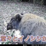 僕の家の近くでは白昼堂々とイノシシが出ます。