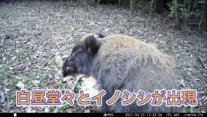 「イノシシがかわいそうだ!」という方にぜひ見てもらいたい
