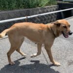 乳がんの除去手術成功!