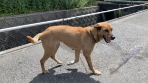 乳がんの除去手術成功！