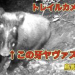 鳥獣保護区のけもの道にトレイルカメラを仕掛けた結果…