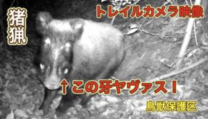 鳥獣保護区のけもの道にトレイルカメラを仕掛けた結果…