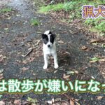 野良犬、野犬、保護犬は猪猟において猟犬として活躍できるか?
