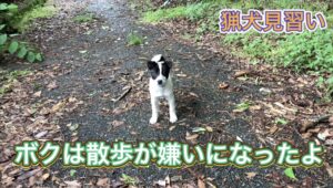 野良犬、野犬、保護犬は猪猟において猟犬として活躍できるか？