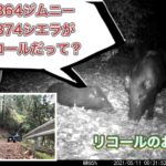 JB64ジムニー、JB74ジムニーシエラのリコールについて