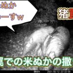 箱罠への寄せ餌(米ぬか)の撒き方