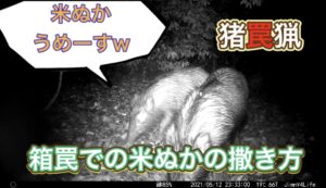 箱罠への寄せ餌（米ぬか）の撒き方