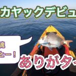 【はじめてのSLJ】カヤックフィッシングデビューで無事入魂!